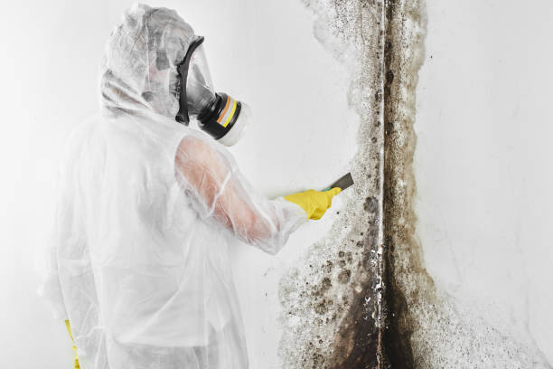 Best Asbestos and Lead Testing During Mold Inspection  in Clinton, IL